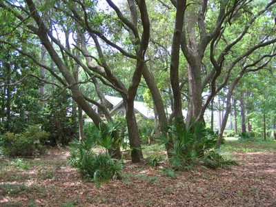Live oak clump at the entrance to the China Cockle plot